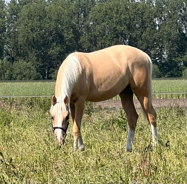 Quarter Horse Stute in Traumoptik- doppelt registriert, Kerstin Rehbehn (Pferdemarketing Ost), Konie na sprzedaż, Nienburg, Image 7