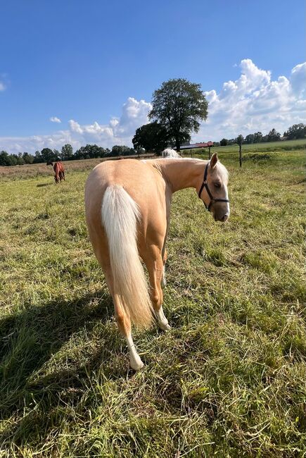 Quarter Horse Stute in Traumoptik- doppelt registriert, Kerstin Rehbehn (Pferdemarketing Ost), Konie na sprzedaż, Nienburg, Image 4