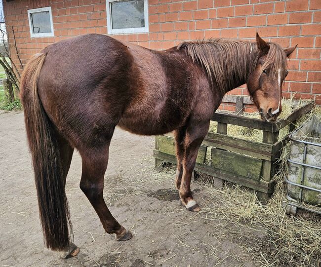 Quarterhorse Stute von 04/2021, aus SG Frozen Enterprize (ICEMAN), Kathi, Konie na sprzedaż, Harpstedt , Image 3