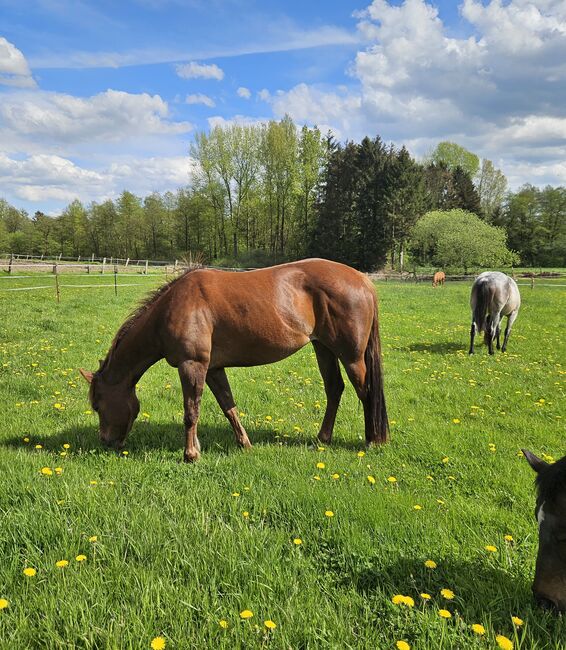 Quarterhorse Stute von 04/2021, aus SG Frozen Enterprize (ICEMAN), Kathi, Konie na sprzedaż, Harpstedt , Image 4