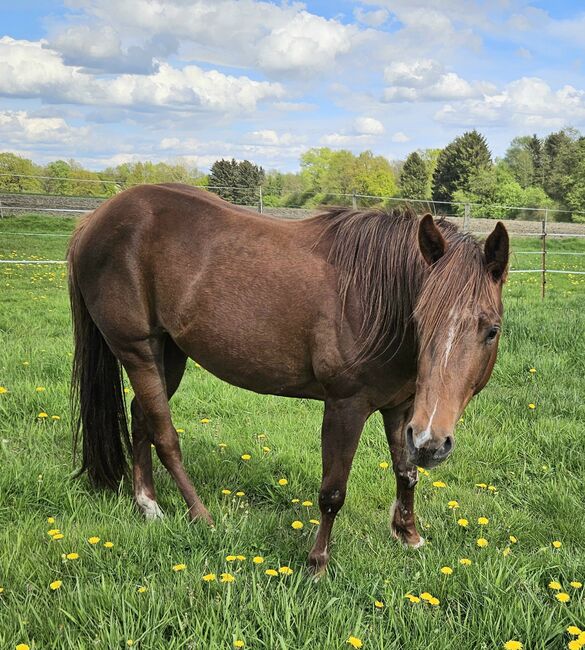 Quarterhorse Stute von 04/2021, aus SG Frozen Enterprize (ICEMAN), Kathi, Konie na sprzedaż, Harpstedt , Image 5