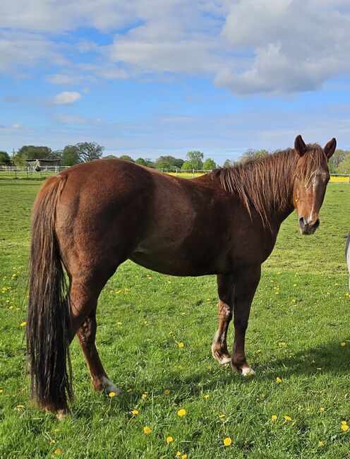 Quarterhorse Stute von 04/2021, aus SG Frozen Enterprize (ICEMAN), Kathi, Konie na sprzedaż, Harpstedt , Image 6