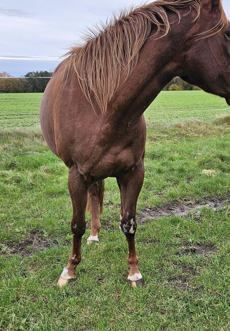 Quarterhorse Stute von 04/2021, aus SG Frozen Enterprize (ICEMAN), Kathi, Konie na sprzedaż, Harpstedt , Image 8