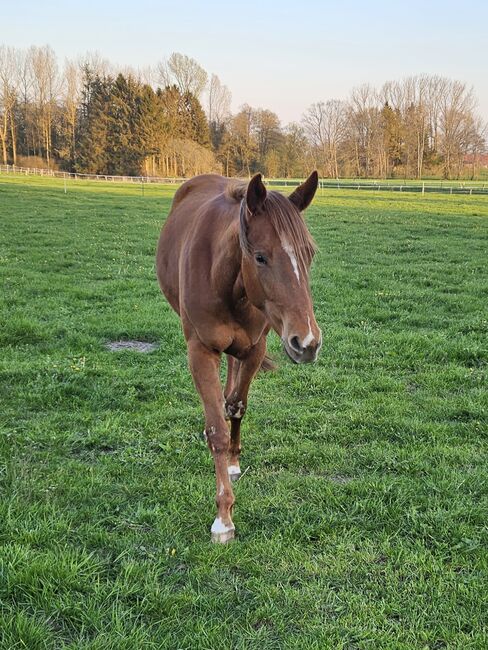 Quarterhorse Stute von 04/2021, aus SG Frozen Enterprize (ICEMAN), Kathi, Konie na sprzedaż, Harpstedt , Image 9