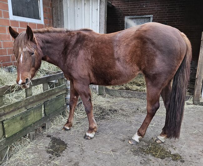 Quarterhorse Stute von 04/2021, aus SG Frozen Enterprize (ICEMAN), Kathi, Konie na sprzedaż, Harpstedt , Image 11