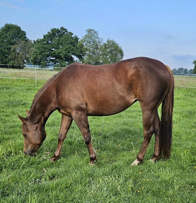 Quarterhorse Stute von 04/2021, aus SG Frozen Enterprize (ICEMAN), Kathi, Konie na sprzedaż, Harpstedt 