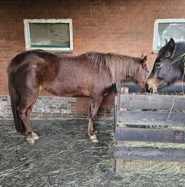 Quarterhorse Stute von 04/2021, aus SG Frozen Enterprize (ICEMAN), Kathi, Konie na sprzedaż, Harpstedt , Image 12