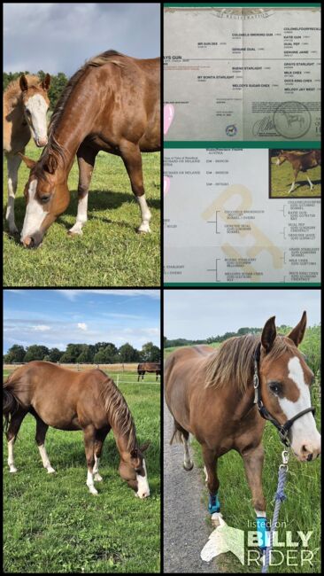 Quarter Horse Stute von 2013. Chestnut Rabicano, in Foal für 2026, Kathi, Konie na sprzedaż, Groß Ippener, Image 7