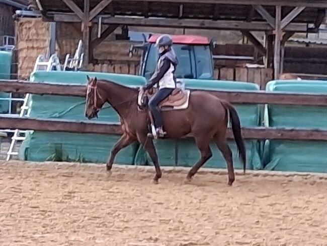 Quarter Horse Stute mit Charakter und Potenzial für Cutting & Ranch, Kerstin Rehbehn (Pferdemarketing Ost), Konie na sprzedaż, Nienburg