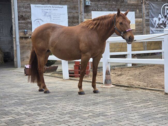 Quarter Horse Stute mit bester Reining/Cutting-Abstammung, Kerstin Rehbehn (Pferdemarketing Ost), Konie na sprzedaż, Nienburg