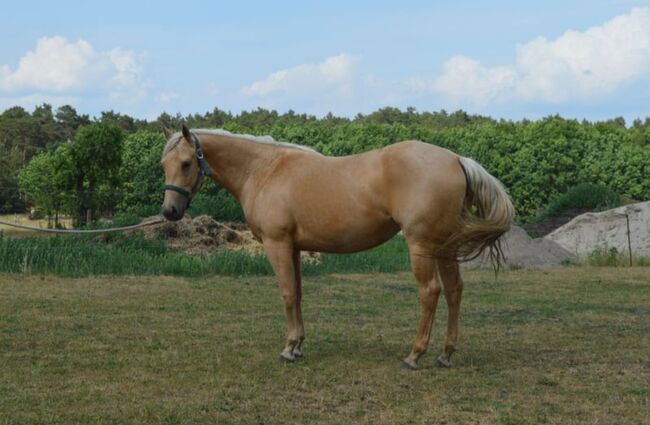 Quarter Horse Stute tragend, Diana, Konie na sprzedaż, Klötze, Image 4