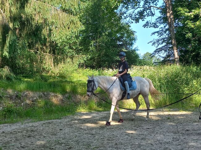 Quarter Stute, Anita, Konie na sprzedaż, Freiwalddorf