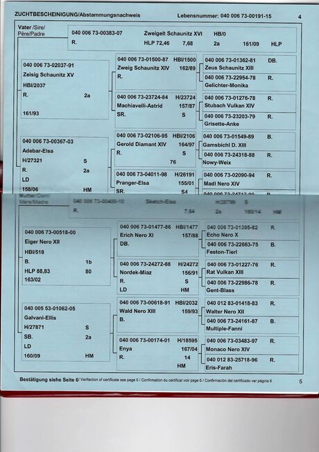 Rapp-Noriker-Stute ohne Abzeichen zu verkaufen, Stefan, Konie na sprzedaż, Untermixnitz, Image 2