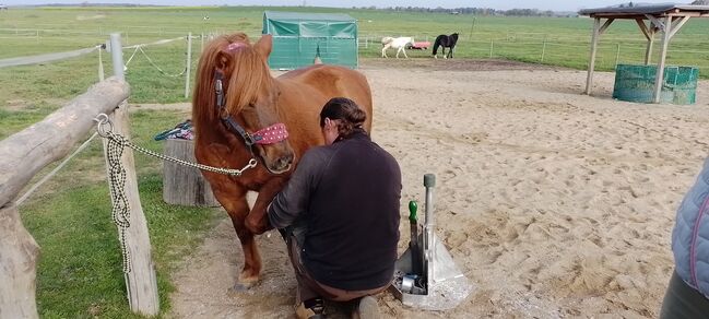 Shetty-Mix Stute, Stefanie Schmiedgen, Konie na sprzedaż, Wachau, Image 8