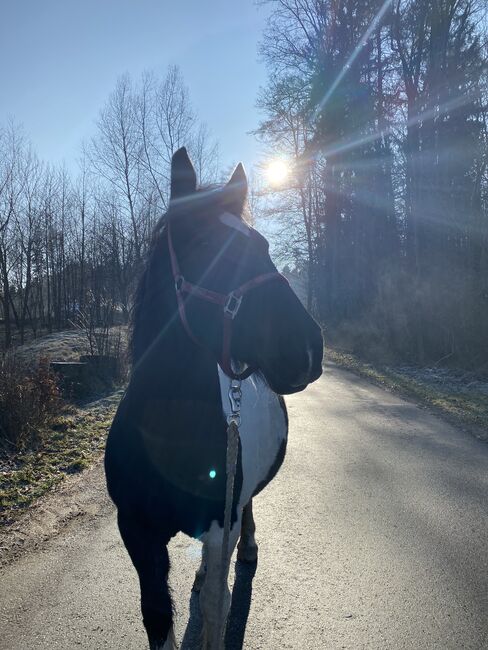 Tinker Warmblut Stute, Valentina Lintneer, Konie na sprzedaż, Steyr, Image 2