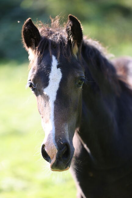 Welsh Cob Stute, Annika, Konie na sprzedaż, Fürth, Image 6