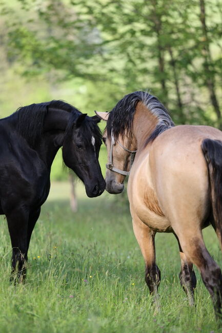 Welsh Cob Stute, Annika, Konie na sprzedaż, Fürth, Image 8