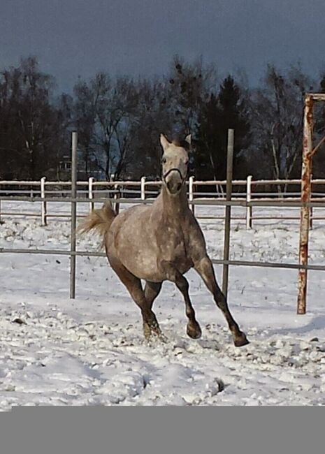 Warmblut Stute, Gabriele Antholzer , Konie na sprzedaż, Höchst, Image 4