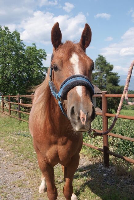 Red Roan Qh Stute 3j sucht förderne Hände, Amelie Liegl, Konie na sprzedaż, Eppan, Image 3