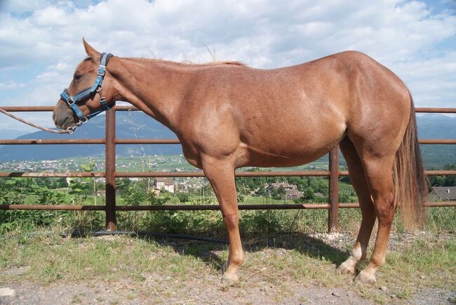 Red Roan Qh Stute aus 2021 sucht fördernde Hände, Amelie Liegl, Konie na sprzedaż, Eppan, Image 6