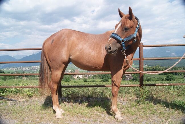 Red Roan Qh Stute aus 2021 sucht fördernde Hände, Amelie Liegl, Konie na sprzedaż, Eppan, Image 7