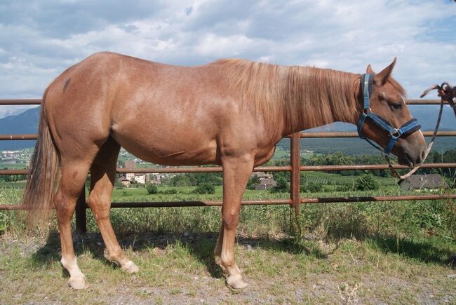 Red Roan Qh Stute aus 2021 sucht fördernde Hände, Amelie Liegl, Konie na sprzedaż, Eppan