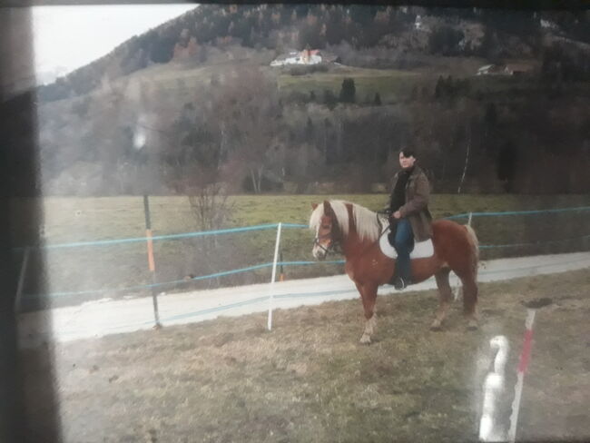 Verlass Stute Haflinger, Bianca, Konie na sprzedaż, Schletz, Image 4