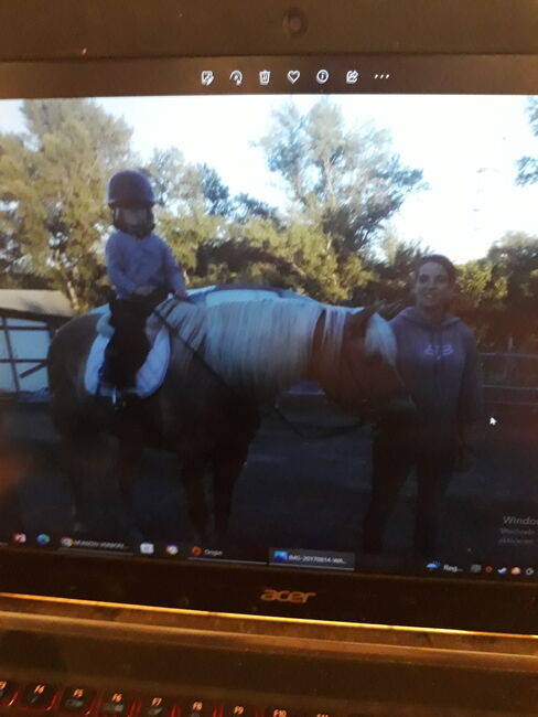 Verlass Stute Haflinger, Bianca, Konie na sprzedaż, Schletz, Image 3