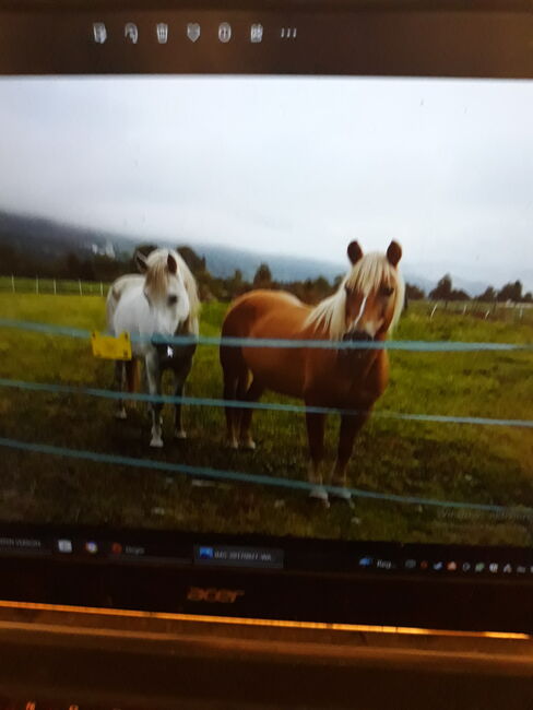 Verlass Stute Haflinger, Bianca, Konie na sprzedaż, Schletz, Image 2