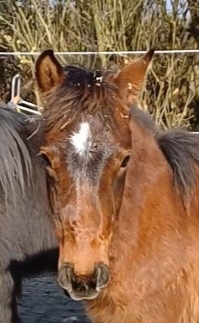 Ponystute jährling 1 ½ Jahre alt zu verkaufen, Dora, Konie na sprzedaż, Gram, Image 7