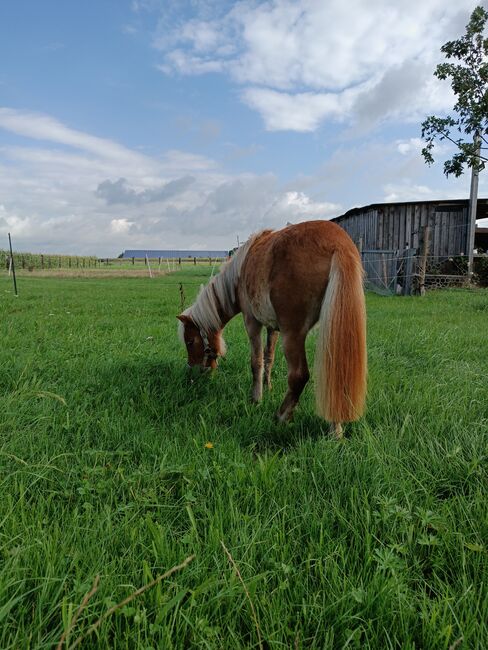 Ponymix Jährlingsstute, Isabelle Zimmermann , Konie na sprzedaż, Wolferstadt, Image 3