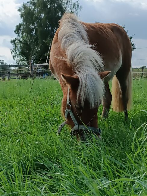 Ponymix Jährlingsstute, Isabelle Zimmermann , Konie na sprzedaż, Wolferstadt, Image 4