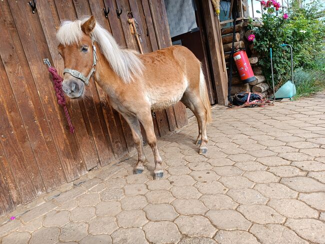 Ponymix Jährlingsstute, Isabelle Zimmermann , Konie na sprzedaż, Wolferstadt, Image 5