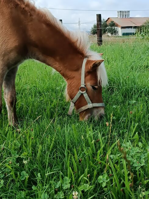 Ponymix Jährlingsstute, Isabelle Zimmermann , Konie na sprzedaż, Wolferstadt, Image 6