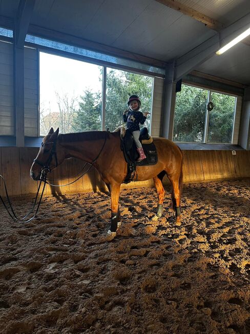 Schoolmaster Stute sucht liebevolles Zuhause, Ines Varelmann, Konie na sprzedaż, Dohren , Image 2