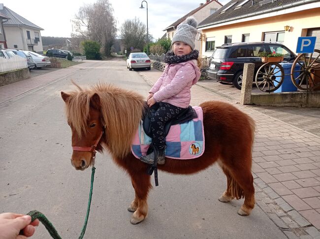 Shettystute, Bianca Fath , Konie na sprzedaż, Höheischweiler 