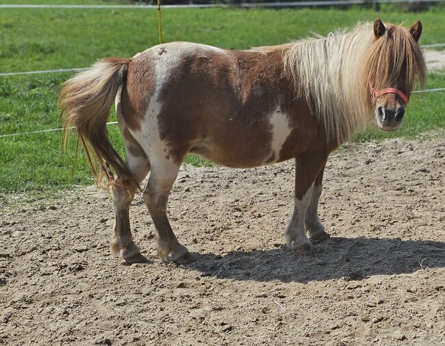 Shetty Stute, Mel, Konie na sprzedaż, Ostbevern , Image 8