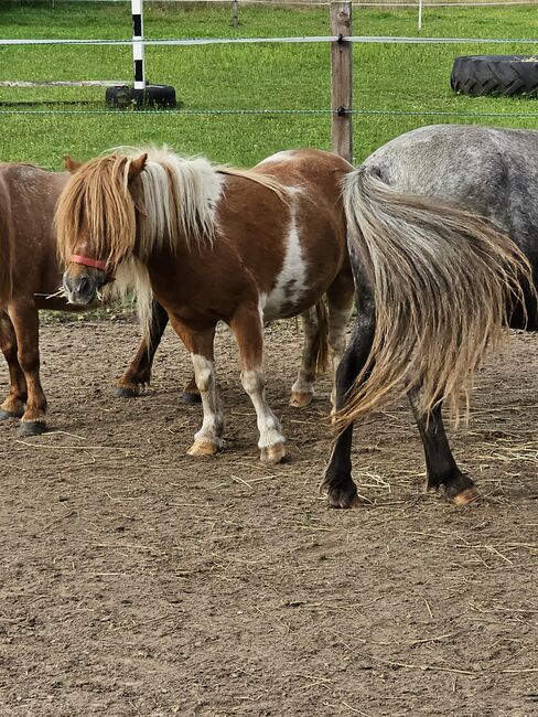 Shetty Stute, Mel, Konie na sprzedaż, Ostbevern , Image 10