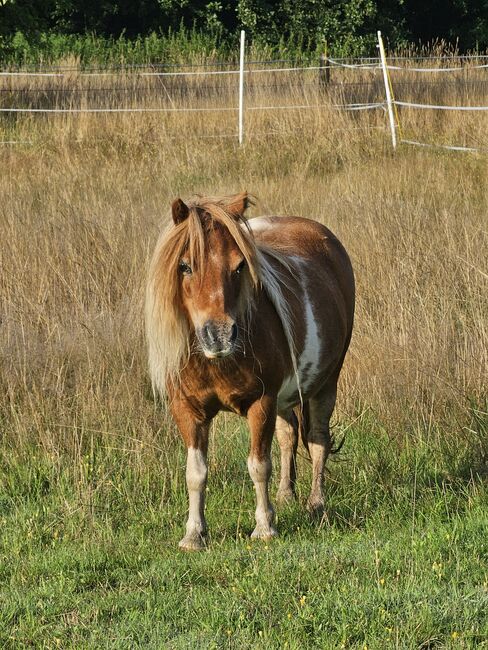 Shetty Stute, Mel, Konie na sprzedaż, Ostbevern , Image 9