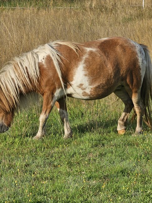 Shetty Stute, Mel, Konie na sprzedaż, Ostbevern , Image 3