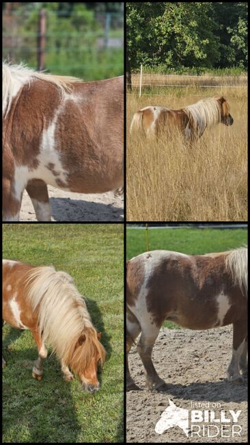 Shetty Stute, Mel, Konie na sprzedaż, Ostbevern , Image 11