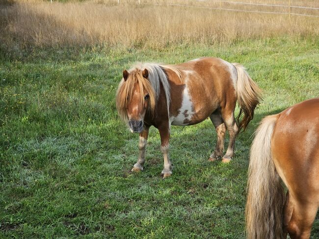 Shetty Stute, Mel, Konie na sprzedaż, Ostbevern , Image 6