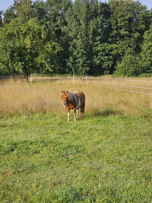 Shetty Stute, Mel, Konie na sprzedaż, Ostbevern , Image 2