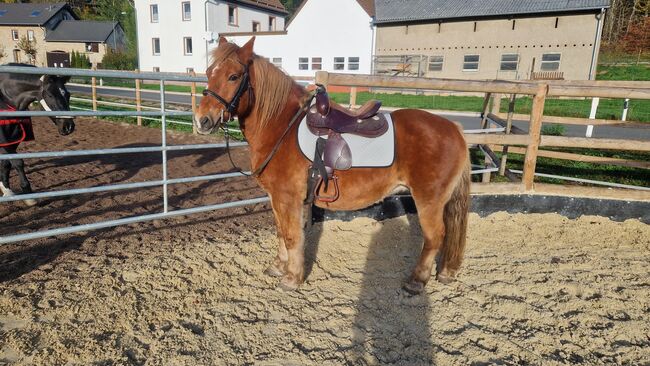 superbrave Kaltblut Mix Stute, Kerstin Rehbehn (Pferdemarketing Ost), Konie na sprzedaż, Nienburg