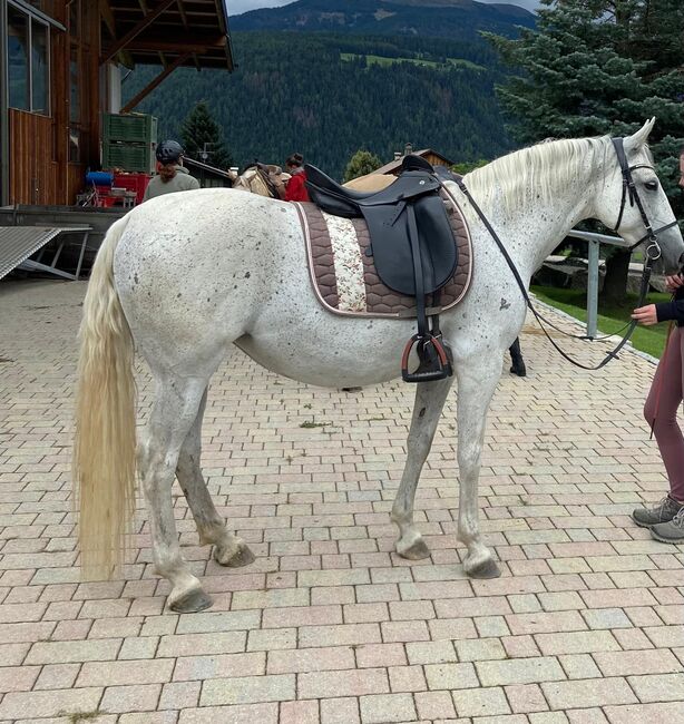 Stute sucht liebevolles zuhause, Brigitte, Konie na sprzedaż, Brixen, Image 5