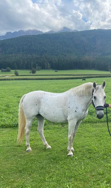 Stute sucht liebevolles zuhause, Brigitte, Konie na sprzedaż, Brixen, Image 4