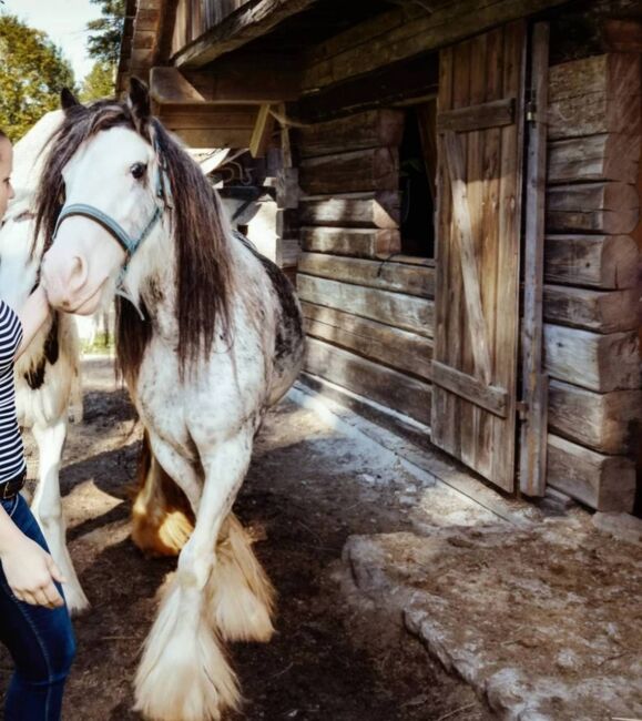 Tinker Stute 135cm geritten, Manuela Eichenmüller , Konie na sprzedaż, Reiflingviertel