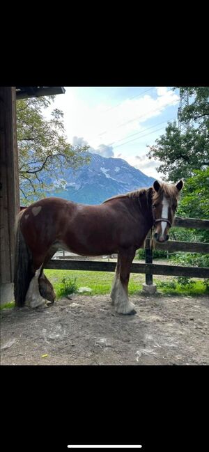 Tinkerstute Pferd, Andre Mandl, Konie na sprzedaż, Bad Mitterndorf , Image 2