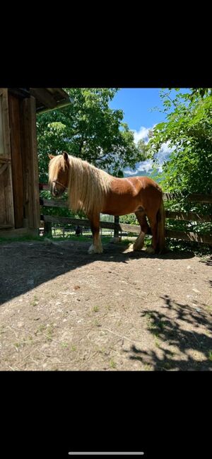 Tinkerstute Pferd, Andre Mandl, Konie na sprzedaż, Bad Mitterndorf , Image 3