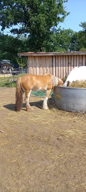 Tinkerstute mit Handicap Beisteller, Anja, Konie na sprzedaż, Potsdam, Image 5